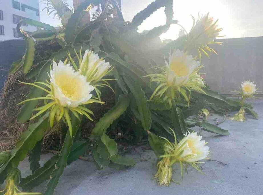 Fresh Tropical Colonial Style Walk-Up- Rooftop Terrace- Beach View سان خوان المظهر الخارجي الصورة